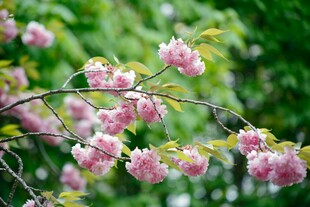 枝头绽放的粉嫩樱花