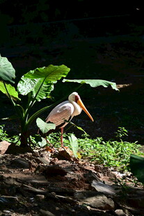 水边栖息的长嘴鸟