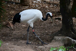 丹顶鹤于林间漫步