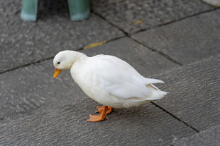 人行道上的白色鸭子