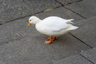 人行道上的白色鸭子