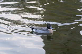 水中游弋的鸭子