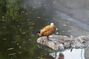 水边栖息的棕色鸟儿