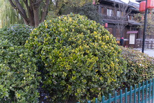 绿叶繁茂的园林景观