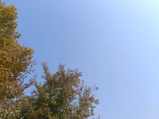 秋日树梢与晴朗蓝天