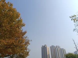 秋日城市树木与高楼美景