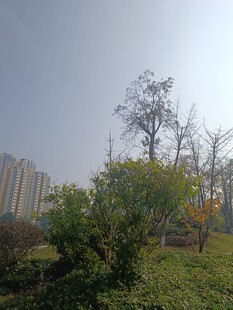 城市中的绿植景观