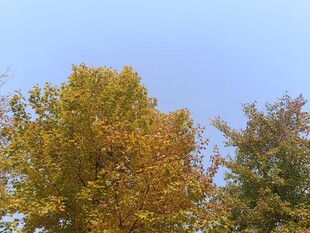 秋日树梢的斑斓色彩