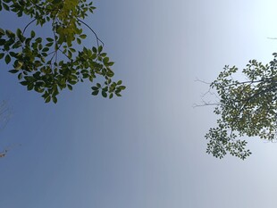 仰望蓝天与枝叶