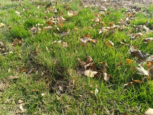 地面上的绿草与落叶