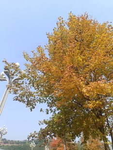 秋日金黄树叶的美丽景致