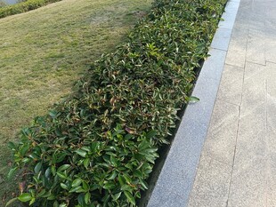 路边整齐的绿植景观