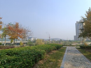 城市中宁静的绿植小径