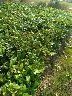 绿意盎然的农田景象