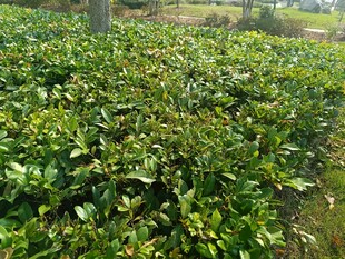 翠绿繁茂的茶树种植园