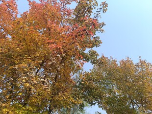 秋日斑斓树木景观