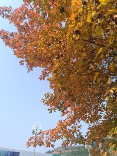 秋日枝头斑斓树叶