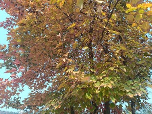 秋日斑斓树叶景致