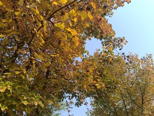 秋日斑斓树叶与蓝天