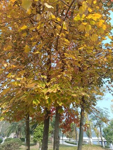 秋日斑斓树木风景图
