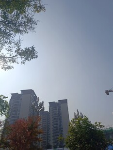 城市高楼与空中飞鸟