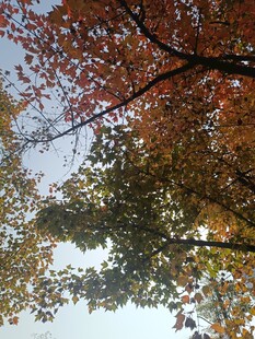 秋日仰拍斑斓树叶