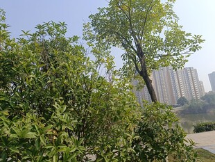 城市中的绿树与高楼景观