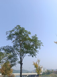 蓝天绿树风景图