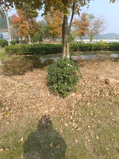 秋日公园落叶灌木景致