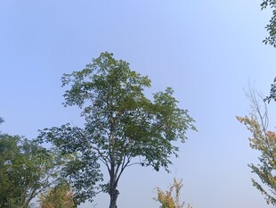 蓝天绿树风景图