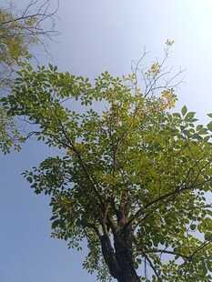 蓝天映衬下的葱郁树木