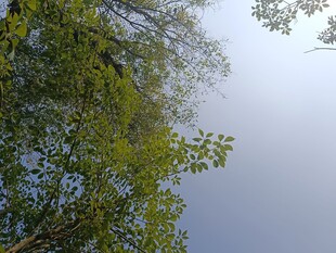 仰视葱郁树林与蓝天