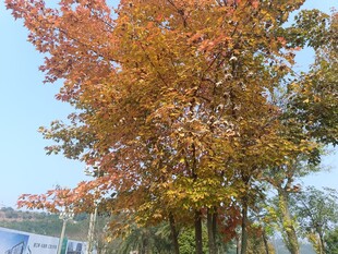 秋日斑斓树木景观