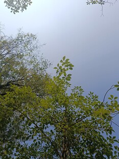 仰视葱郁树木与天空