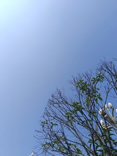 蓝天映衬下的光秃树枝