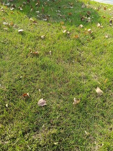 草地上的落叶景象