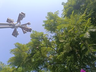 树梢上的监控设备