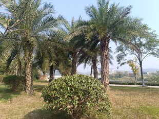 户外棕榈树与绿植景观