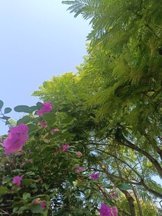 绿叶间绽放的艳丽繁花