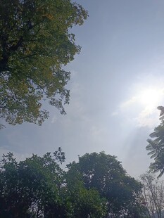 林间阳光透过树梢美景