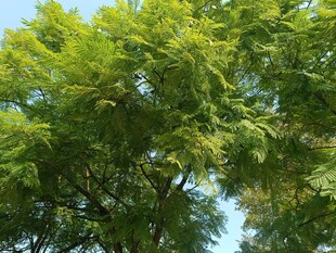 翠绿繁茂的树冠