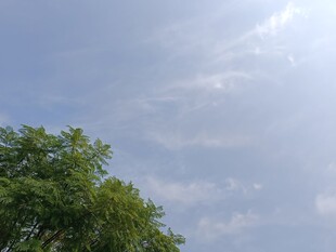 蓝天绿树间的清新景致