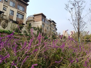 繁花簇拥下的古朴建筑群