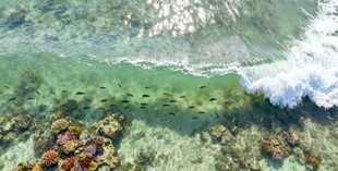 海底斑斓珊瑚与海浪景观