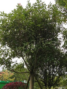 茂盛绿树展现自然生机