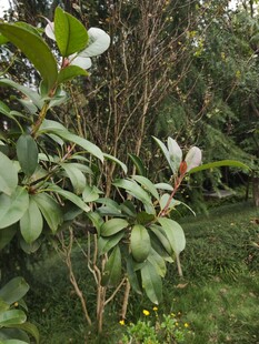 绿叶繁茂的自然植物景观