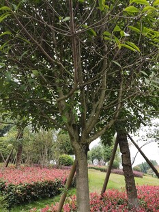 园林中生机勃勃的树木景观