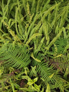 翠绿蕨类植物特写