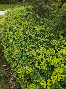 翠绿繁茂的低矮绿植景观