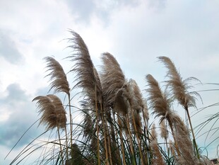 风中摇曳的芦苇